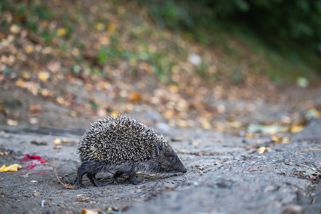 大咖公开课 大咖公开课